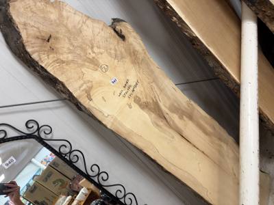 PIECE OF SYCAMORE (155CM)