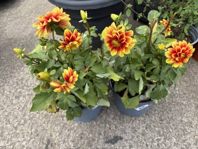 PAIR OF POTTED PLANTS