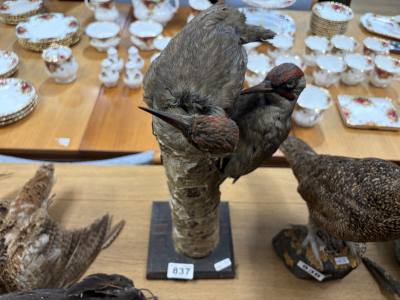 2 X GREEN WOODPECKERS