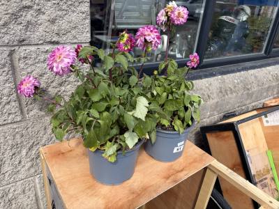 PAIR OF POTTED PLANTS