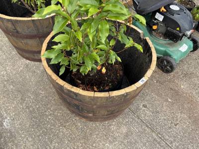 HALF BARREL PLANTER