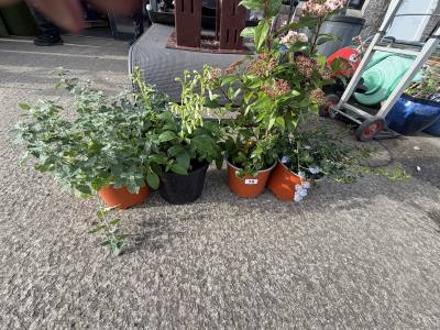 2 X POTTED PLANTS