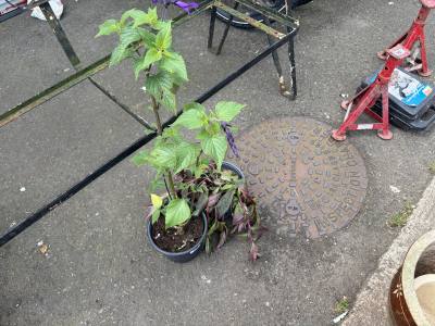 PAIR OF POTTED PLANTS