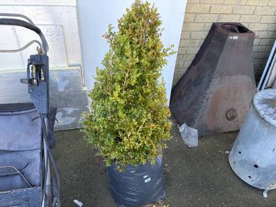 BOXWOOD TREE