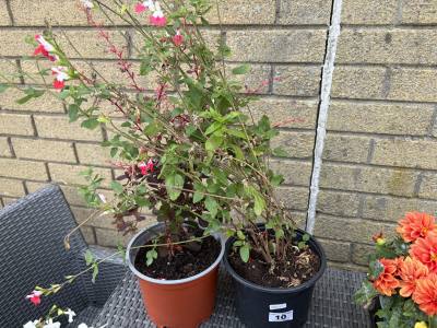 PAIR OF POTTED PLANTS