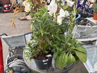 PAIR OF POTTED PLANTS