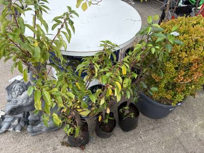 3 X PORTUGUESE LAUREL