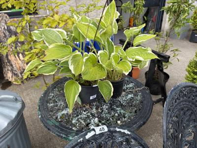 2 X HOSTA TREES