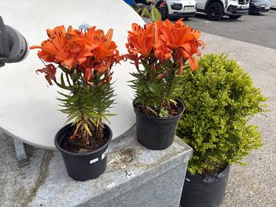 PAIR OF POTTED PLANTS