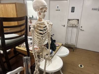 HUMAN SKELETON ORNAMENTAL MODEL