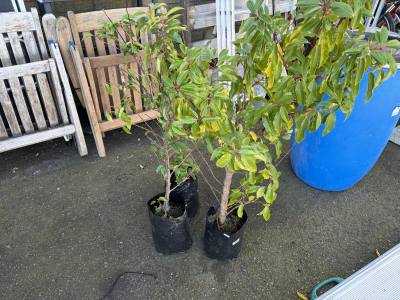 3 X PORTUGUESE LAUREL