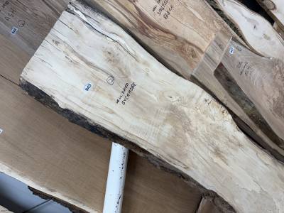 PIECE OF SYCAMORE (155CM)