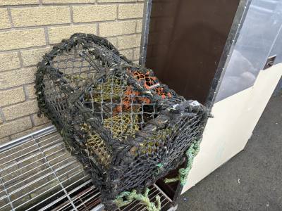 LOBSTER POT