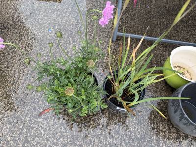 PINK MIST + SWEET SCABIOUS PLANTS