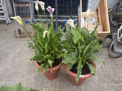 2 X CALLA LILY PLANTS 