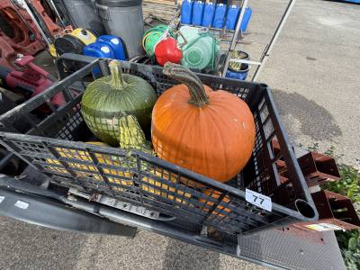LOT OF PUMPKINS