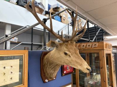 MOUNTED DEER HEAD