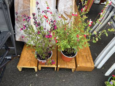 PAIR OF HOT LIP PLANTS