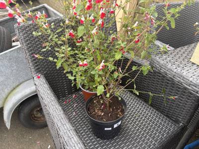 PAIR OF POTTED PLANTS