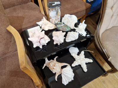 LOT OF SEASHELLS