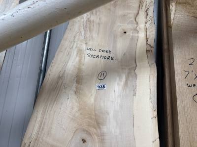 DRIED SYCAMORE (210CM)