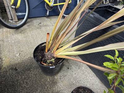 PHORMIUM PLANT