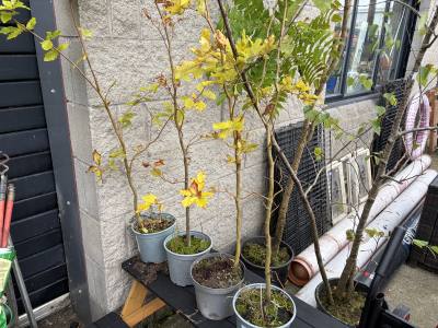 4 X BEECH HEDGING