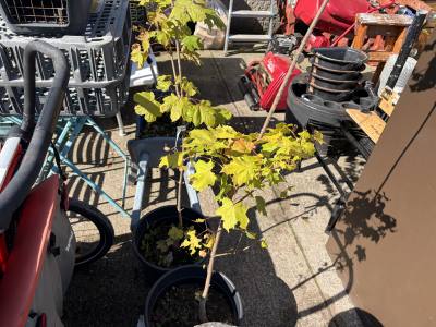 2 X POTTED TREES