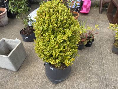 LARGE BOX TREE