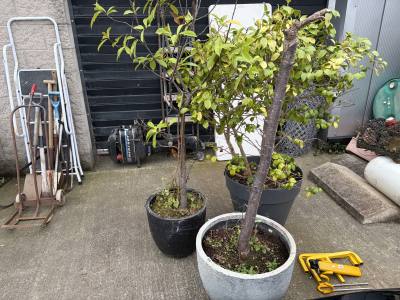3 X POTTED PLANTS