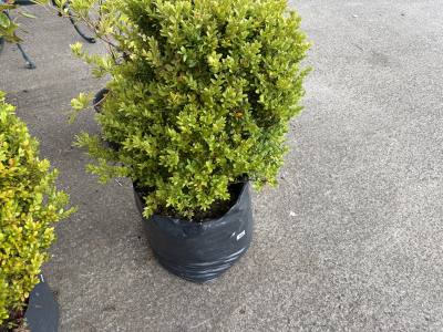 CLIP BOX TREE