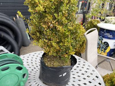 CLIP BOX TREE