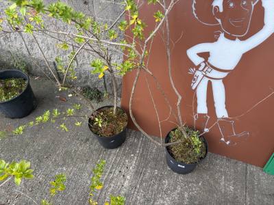 2 X ESCALLONIA TREES