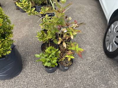 6 X SHRUBS