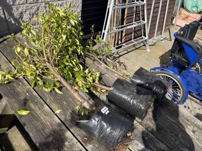 3 X PORTUGUESE LAUREL