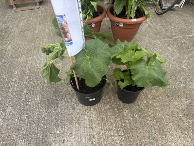 2 X HOLLYHOCK PLANTS 