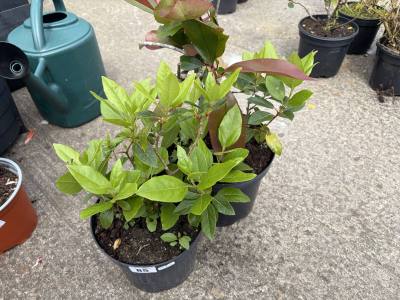 2 X MIXED SHRUBS