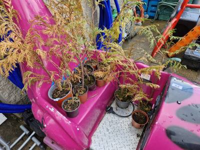 LOT OF POTTED TREES