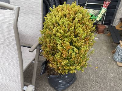CLIP BOX TREE