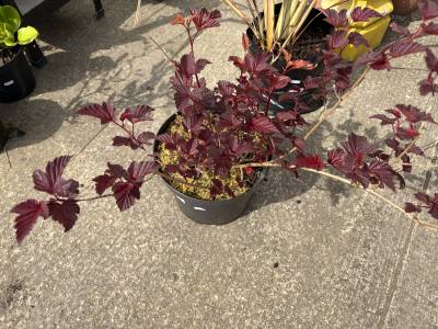 PHYSOCARPUS TREE