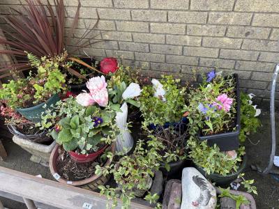 LOT OF PLANTS / PLANTERS