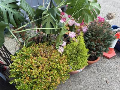 6 X POTTED PLANTS