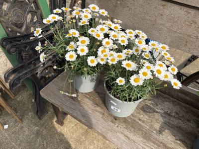 PAIR OF DAISY PLANTS