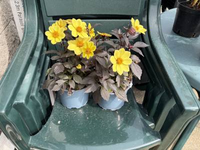 PAIR OF BLACK LEAF DAHLIA