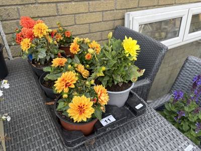 TRAY OF POTTED PLANTS
