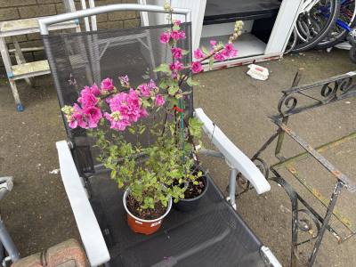 PAIR OF POTTED PLANTS