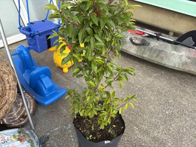 PORTUGUESE LAUREL