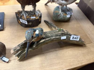 STUFFED KINGFISHER