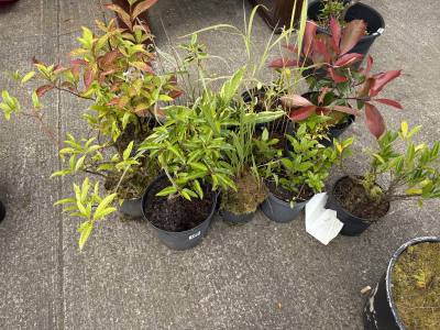 6 X SHRUBS