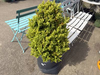 CLIP BOX TREE